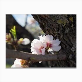 Soft pink almond blossoms and wood Canvas Print