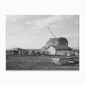 Untitled Photo, Possibly Related To Farmyard Of Farmer Living On Black Canyon Project, Canyon County Canvas Print