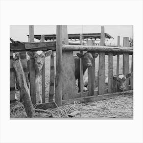 Calves On Farm Of Fsa (Farm Security Administration) Rehabilitation Borrower, Vale Owyhee Irrigation Project, Malhe Canvas Print