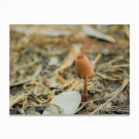 Mushroom In The Ground Canvas Print