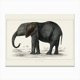 African Elephant Canvas Print