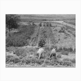 Untitled Photo, Possibly Related To Mr, And Mrs Schoenfeldt Pulling Beets From Their Tile Garden, Sheridan County Canvas Print