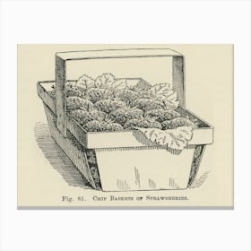 Vintage Illustration Of Chip Baskets, Strawberries, John Wright Canvas Print