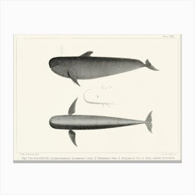 The Blackfish, Charles Melville Scammon Canvas Print