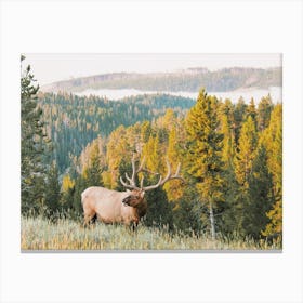 Elk In Nature Canvas Print