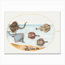 Marbled Electric Ray With Other Skates Or Rays, Shells, And A Mollusk In Its Shell (1575–1580), Joris Hoefnagel Canvas Print