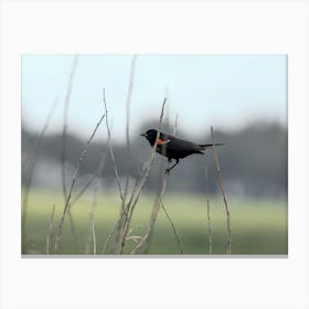 Red Winged Blackbird On An Overcast Day Canvas Print