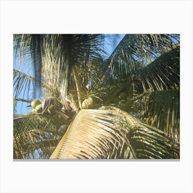 Coconut Tree Canvas Print