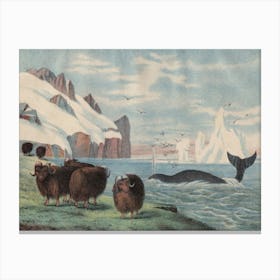 Vintage Kolb 4 Tafel 58 Walfisch Canvas Print