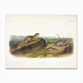 American Souslik, John James Audubon Canvas Print