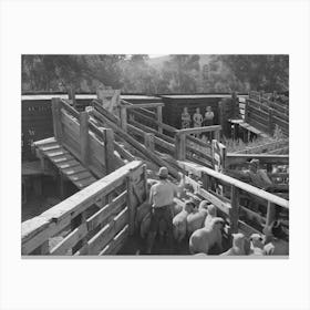 Untitled Photo, Possibly Related To Loading Fat Lambs On Narrow Gauge Railway For Shipment To Denver Market Canvas Print