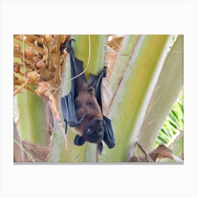 Fruit Bat Hanging From Palm Tree  Maldives nature Canvas Print