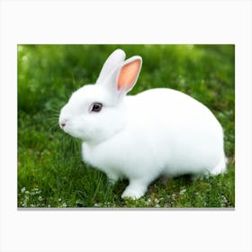 White Rabbit On Grass Canvas Print