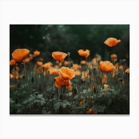 Orange Poppy Canvas Print