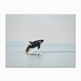 Killer Whale In Ocean Canvas Print