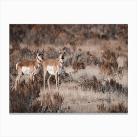 Pair Of Antelope Canvas Print