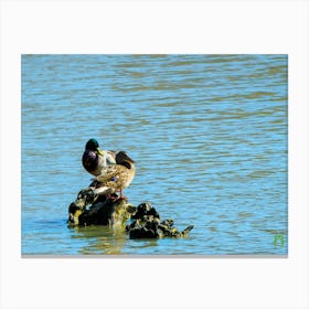 Ducks In The Water 20200301 21rt1ppub Canvas Print