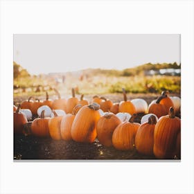 Pumpkin Patch Sunset Canvas Print