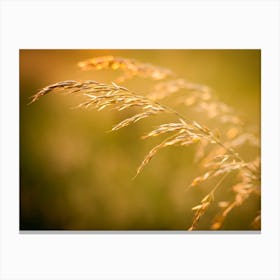 Close Up Of Yellow Grain // Nature Photography Canvas Print