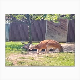 The kangaroo gym Canvas Print