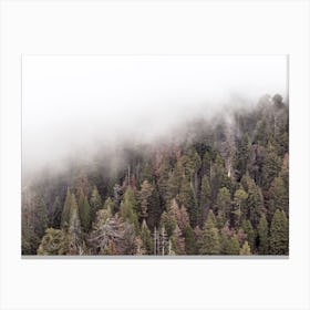 Foggy Forest View Canvas Print