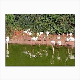 Flamingos Canvas Print