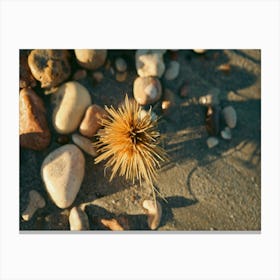 Beach Spinifex with Pebbles Canvas Print