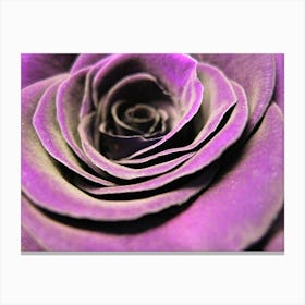 Purple Rose Canvas Print