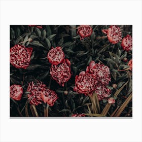 Peonies Canvas Print