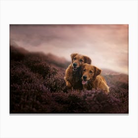 Golden Retriever Dogs Mom & Daughter - Scotland Highland UK dog photo print - moody animal photography Canvas Print