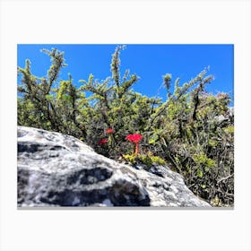 Red Flower On A Rock (Africa Series) Canvas Print