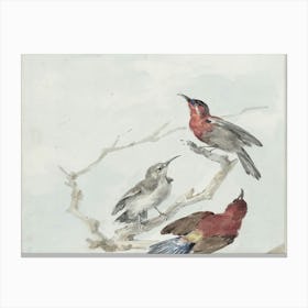 Three Birds Perched On A Branch 2 Canvas Print