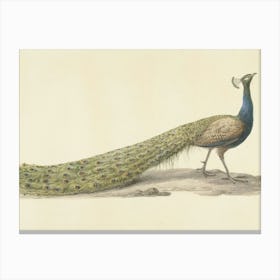 Vintage Peacock Canvas Print