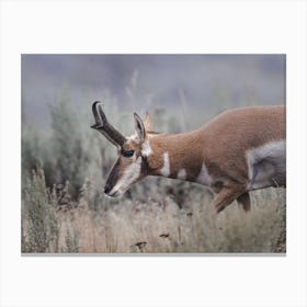 American Antelope Grazing Canvas Print