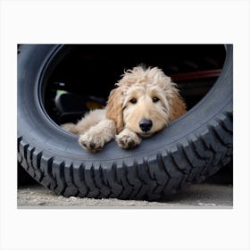 An 1069 Goldendoodle Laying Down In A Large Tire 24x18 Canvas Print