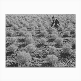 Salinas, California, Intercontinental Rubber Producers, Two Year Old Guayule Plants Canvas Print