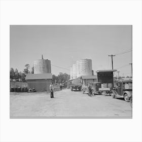 Untitled Photo, Possibly Related To Farmer Waiting In Line For Load Of Liquid Feed, Owensboro, Kentucky By Russell 1 Canvas Print