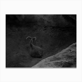 A Mountain Goat In A Frame Of Rocks Black And White Canvas Print