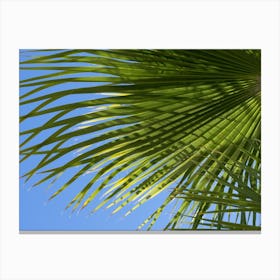 Palm leaf detail in front of blue sky Canvas Print