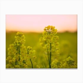 Sunflower Field At Sunset 1 Canvas Print