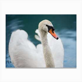 Swan In Water 4 Canvas Print