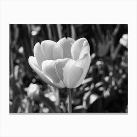 White Tulip Canvas Print