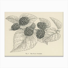 Vintage Illustration Of Black Mulberry, John Wright Canvas Print