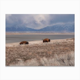 Running Bison Canvas Print