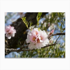 Soft pink almond blossoms in spring Canvas Print
