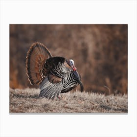 Eastern Wild Turkey In Autumn Canvas Print