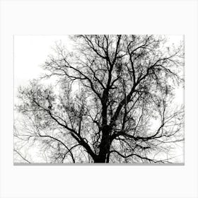 Silhouette Of Bare Tree Black And White 6 Canvas Print