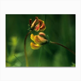 small red and yellow flowers as close up Canvas Print