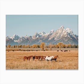 Grand Teton Horses Canvas Print