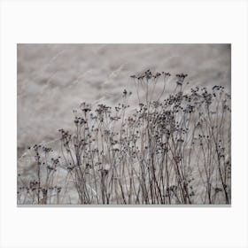 Flower Buds In The Beige Greige Golden Field 1 Canvas Print